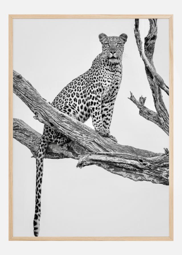 Leopard Portrait Įrašai