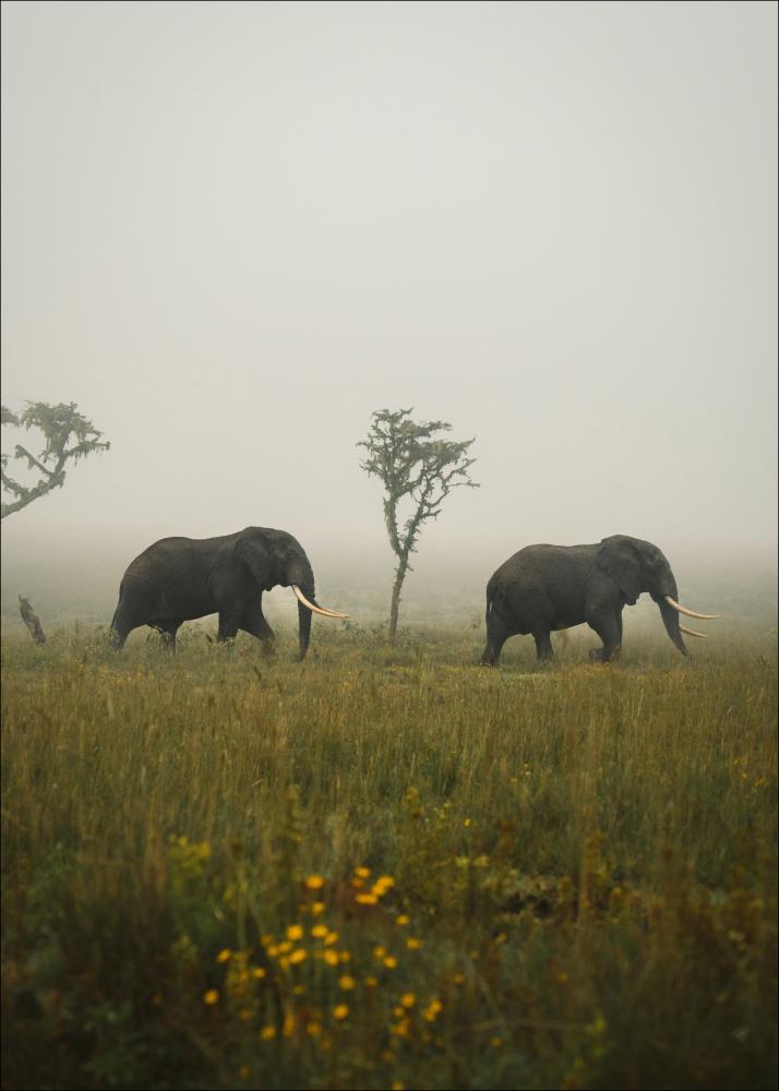 Elephant Walk Įrašai