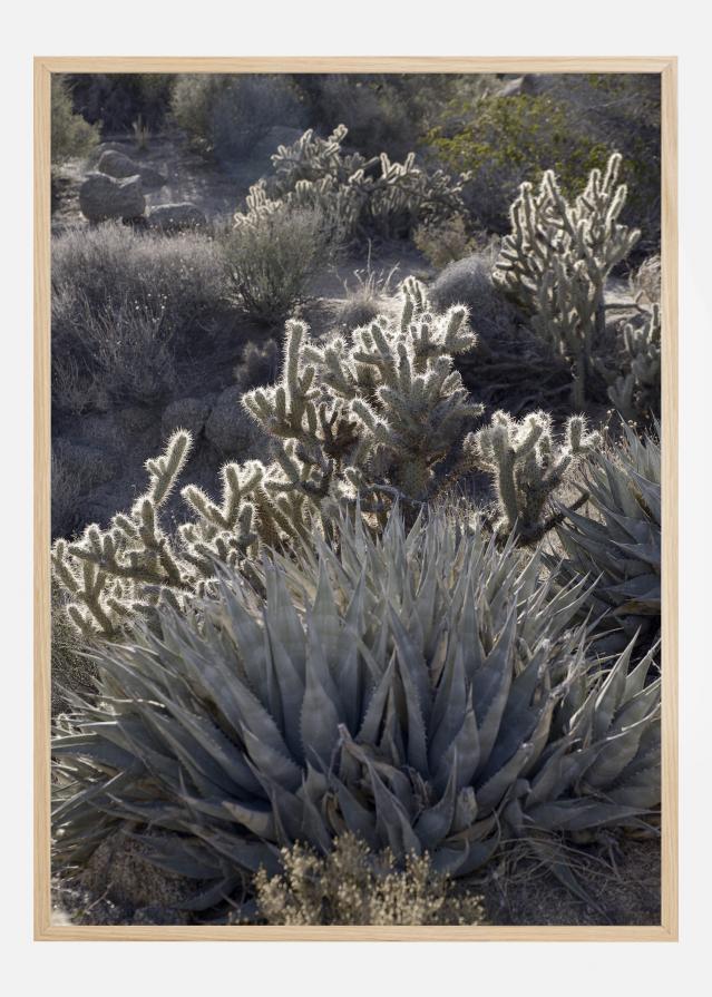 Cactus In Desert Įrašai