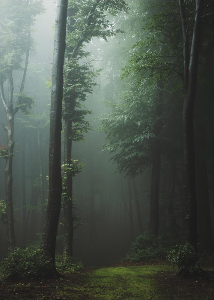 Mysterious forest Įrašai