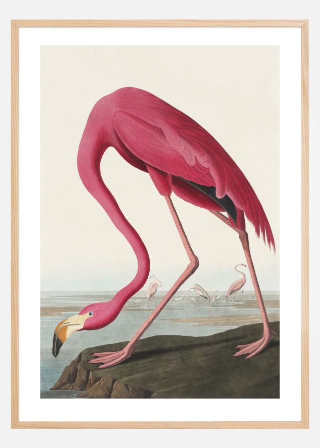 American Flamingo Įrašai