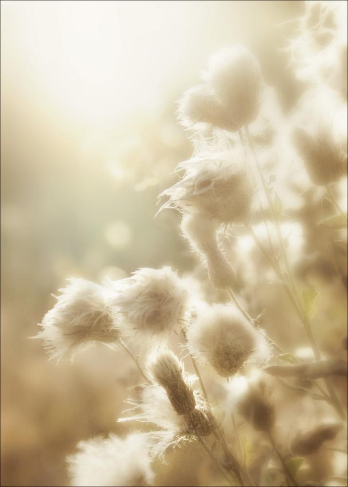 Fluffy flowers Įrašai