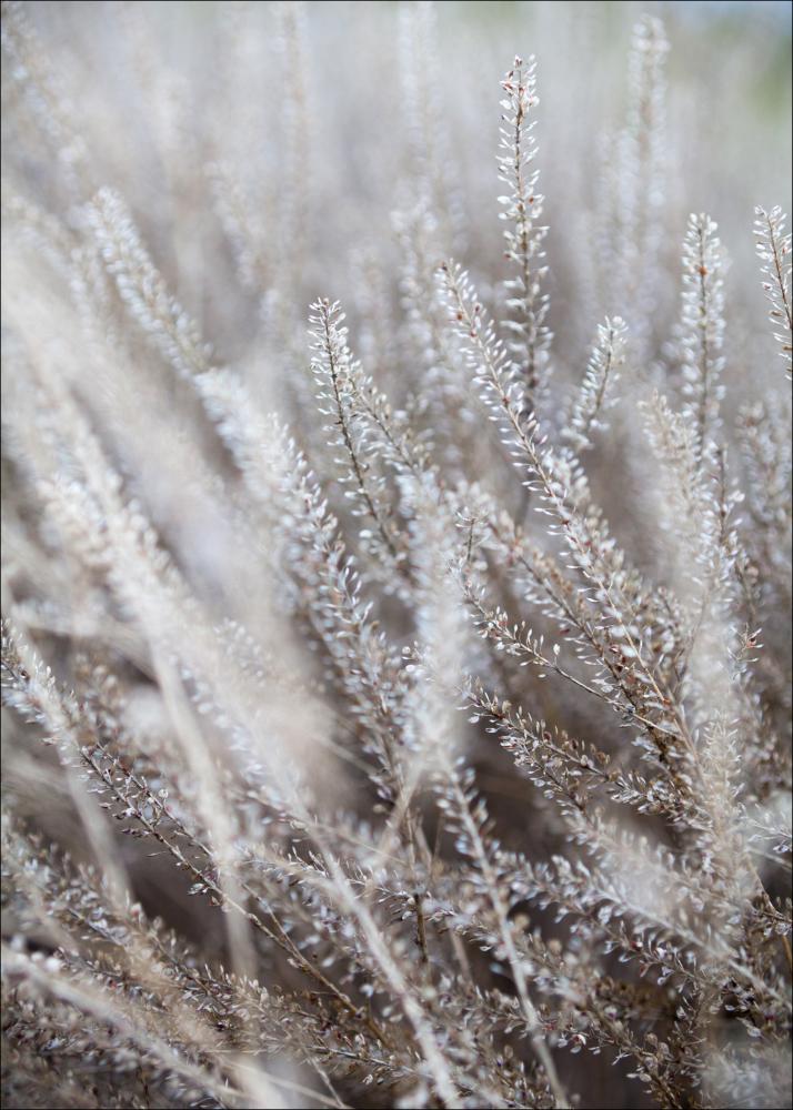 Frosty Grass Įrašai