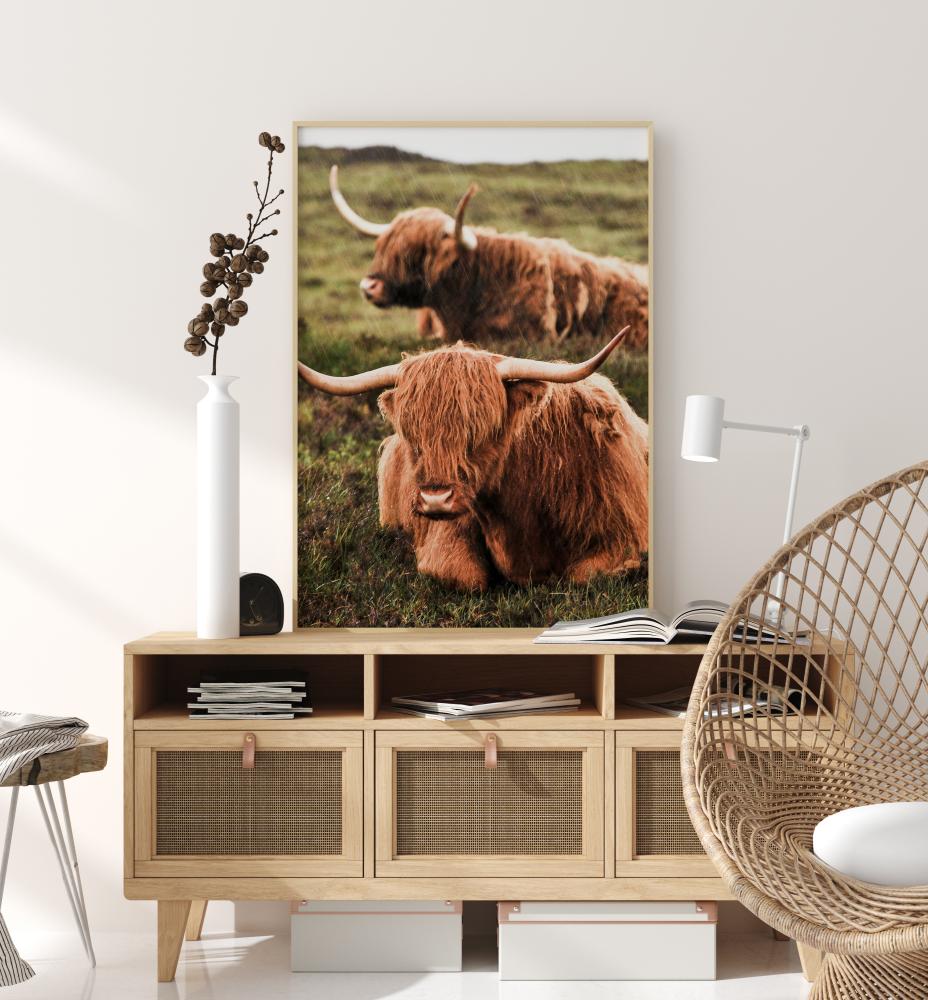 Highland Cattle Įrašai