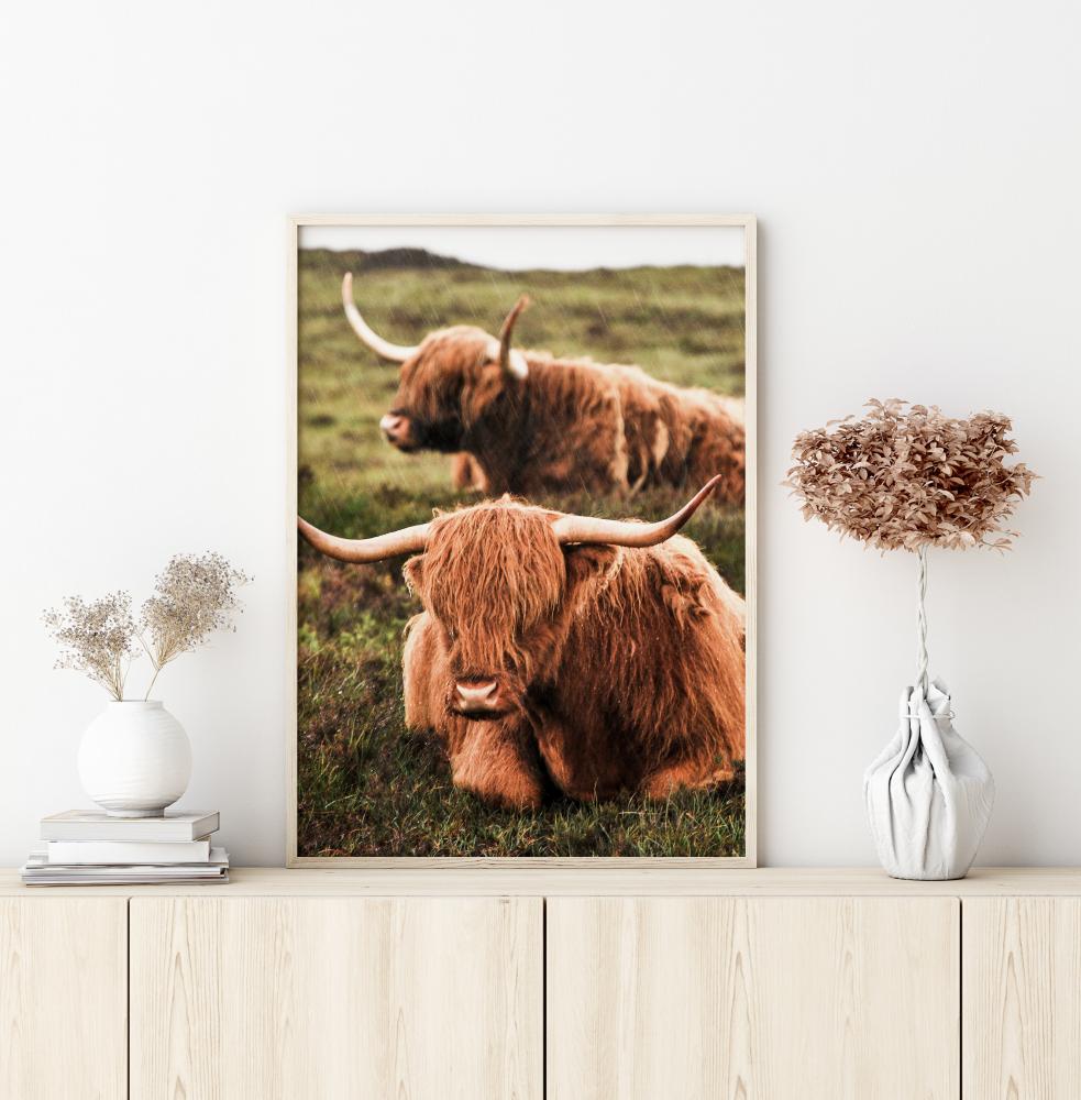 Highland Cattle Įrašai