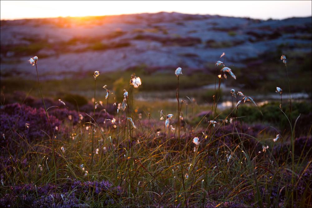 Summer evening on the rocks Įrašai