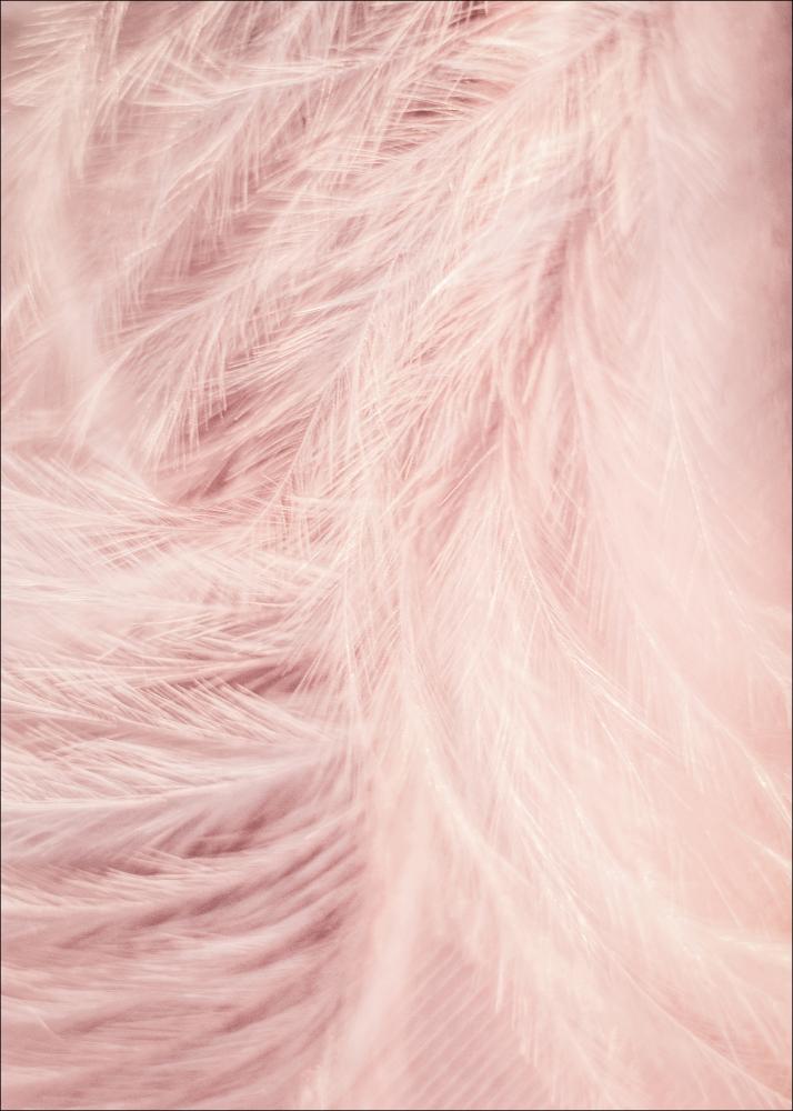 Pink Feathers Įrašai