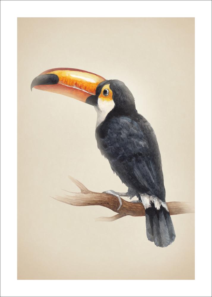 Tropical Toucan Įrašai