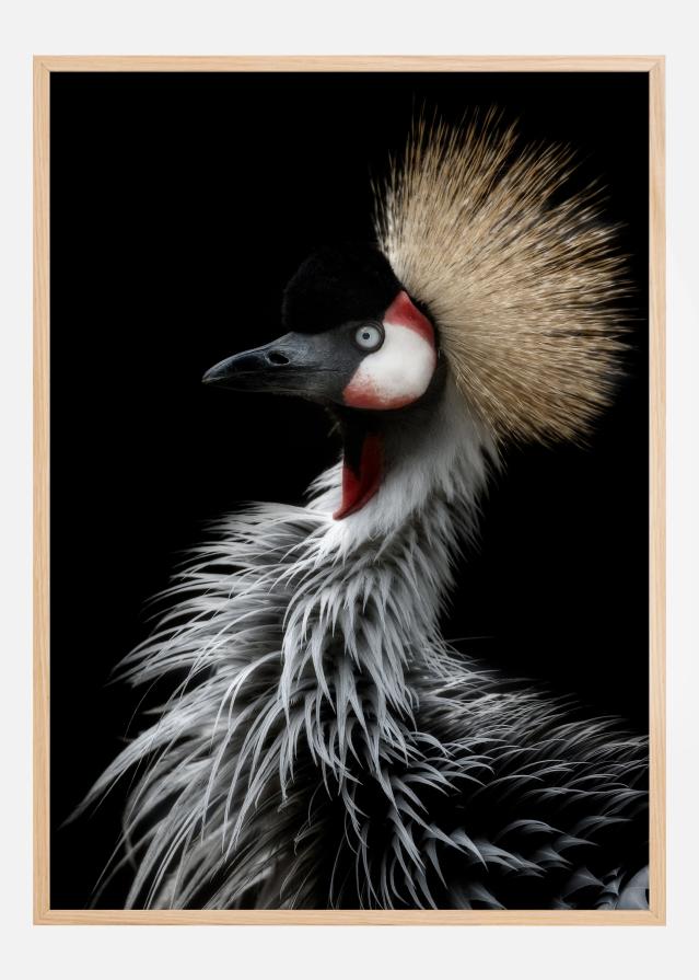 Crowned cranes portrait Įrašai