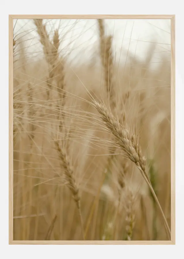 Wheat Field Įrašai