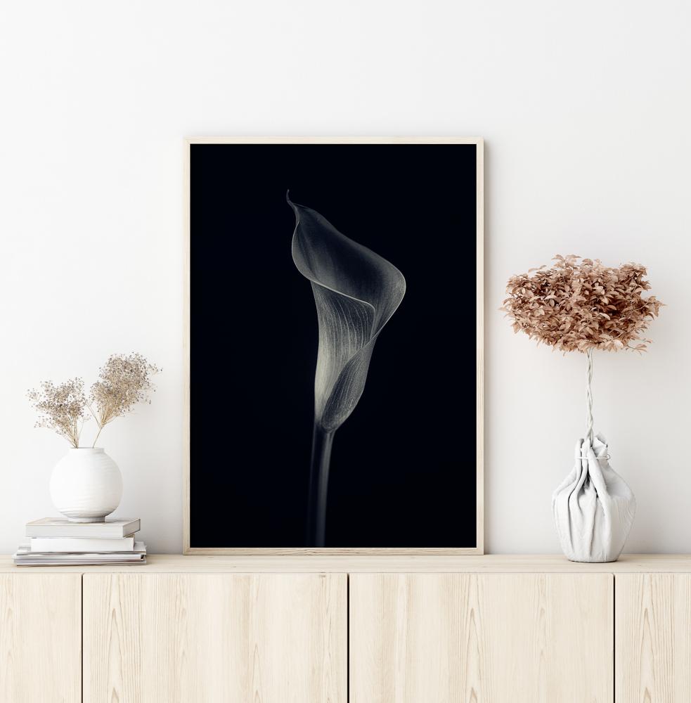 Calla Lily Įrašai