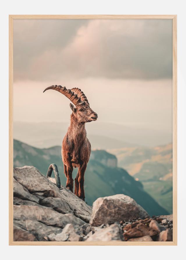 Mountain Goat Įrašai