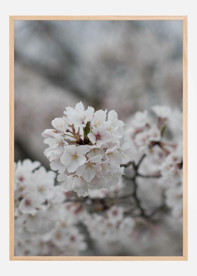 Cherryblossom Įrašai