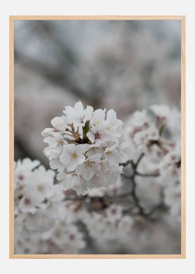 Cherryblossom Įrašai