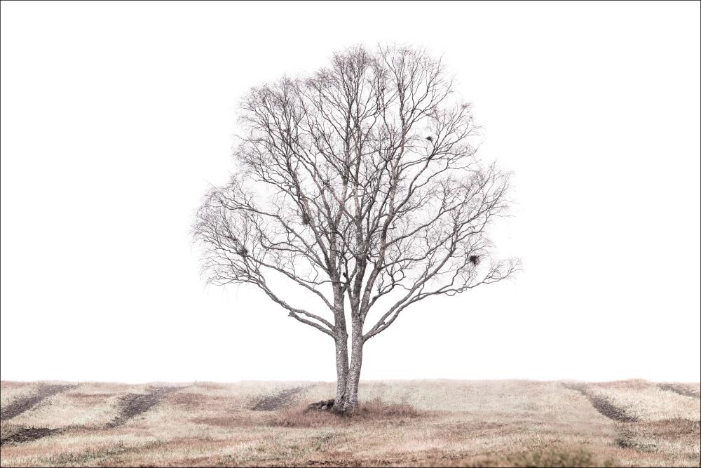 The lonely tree Įrašai