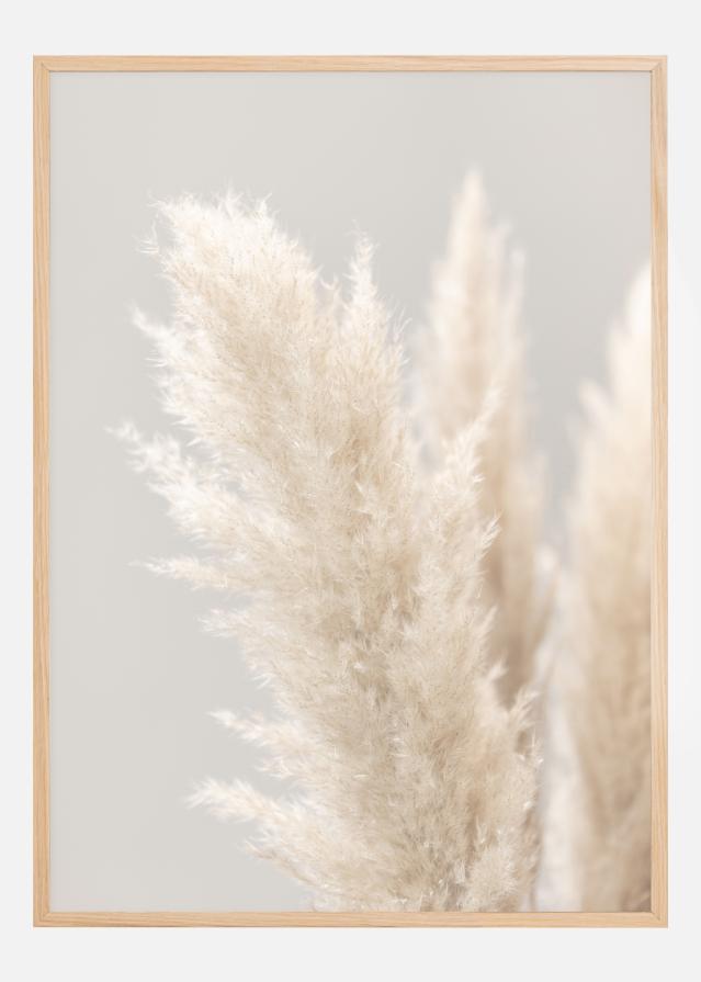 Pampas Grass IIII Įrašai