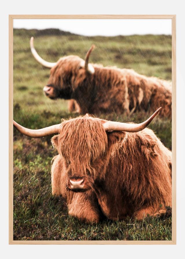 Highland Cattle Įrašai