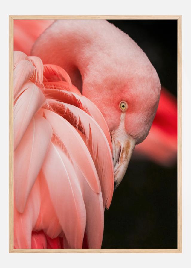 Flamingo Įrašai