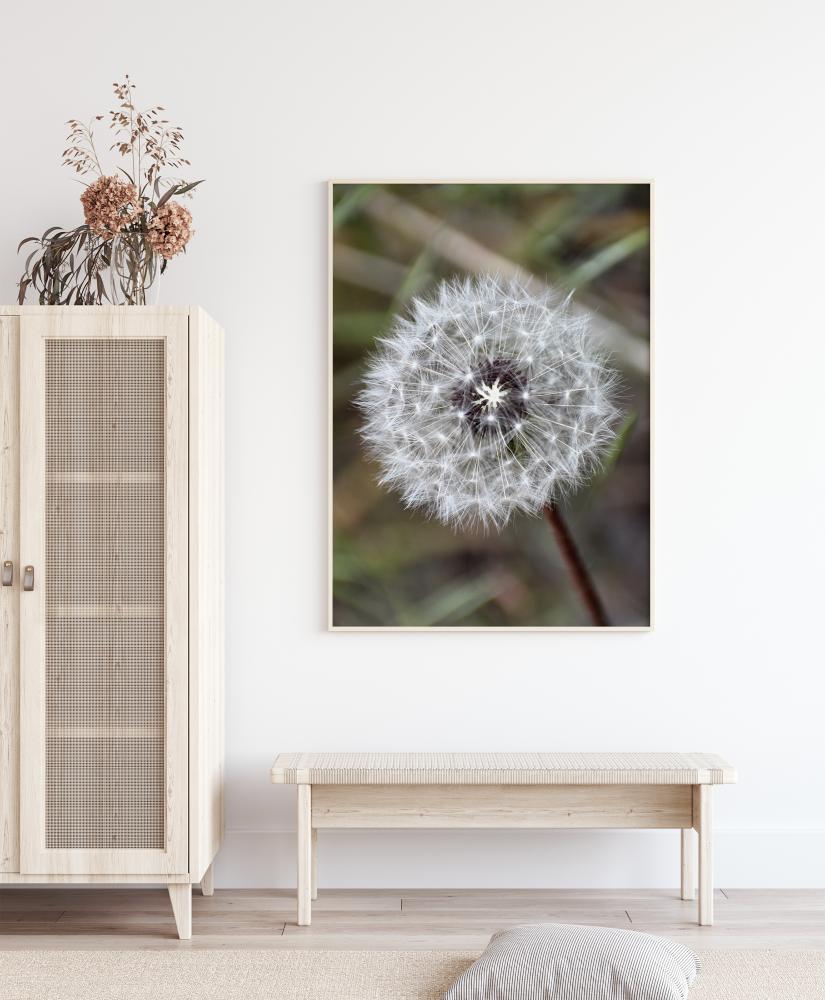 Dandelion Įrašai