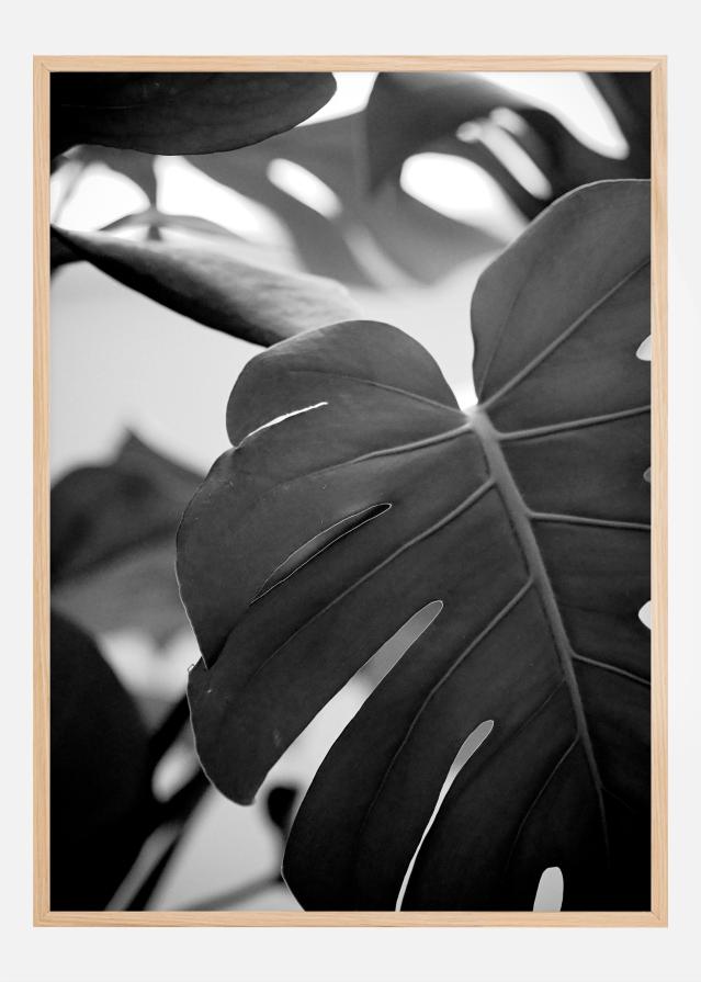 Monstera in Black and White ll Įrašai