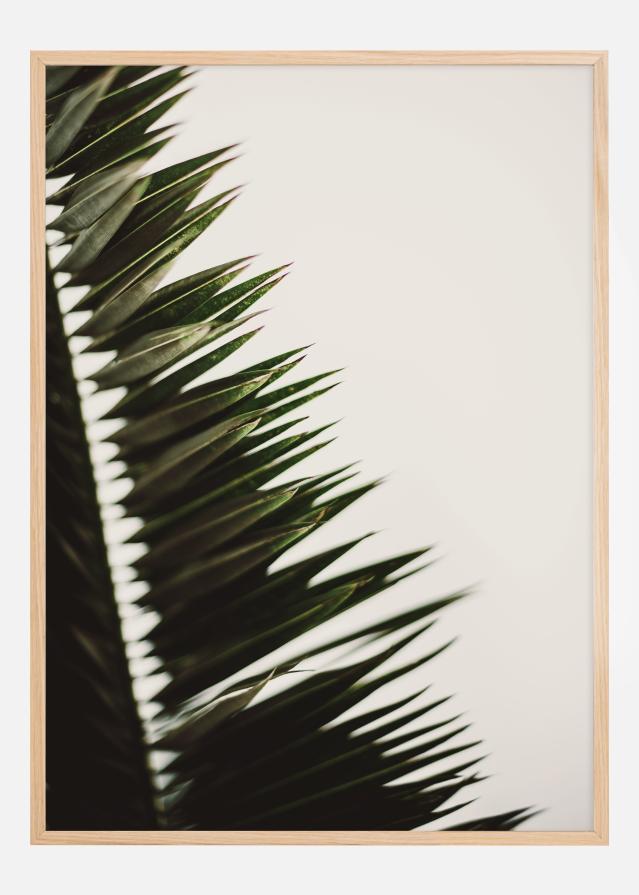 Palm Branches Įrašai