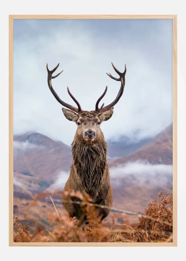 Red deer in the mountains Įrašai