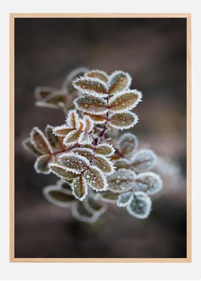 Frosty rose petals Įrašai