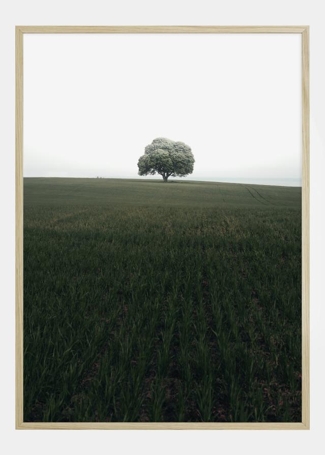 The lonely oak tree Įrašai