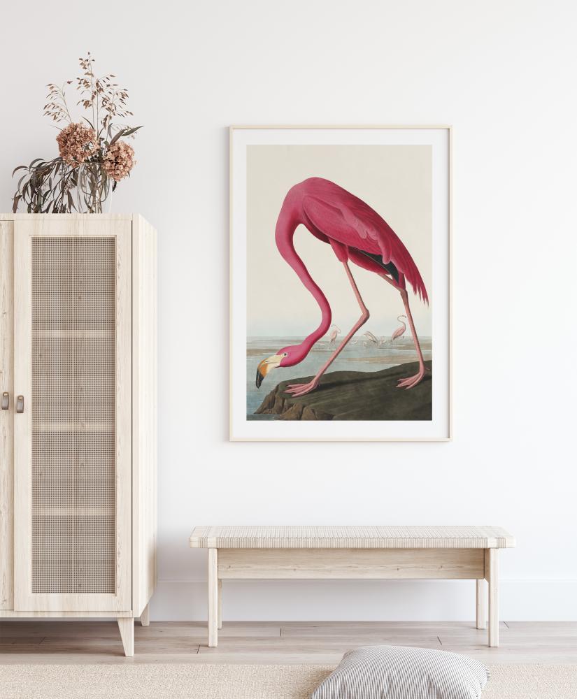 American Flamingo Įrašai