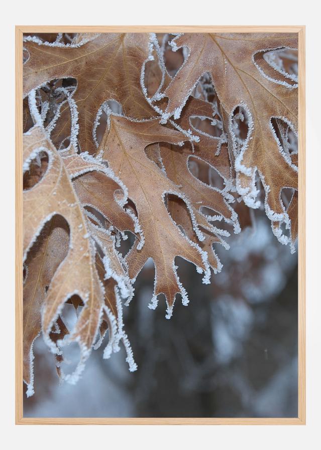 Frosty Leafs Įrašai