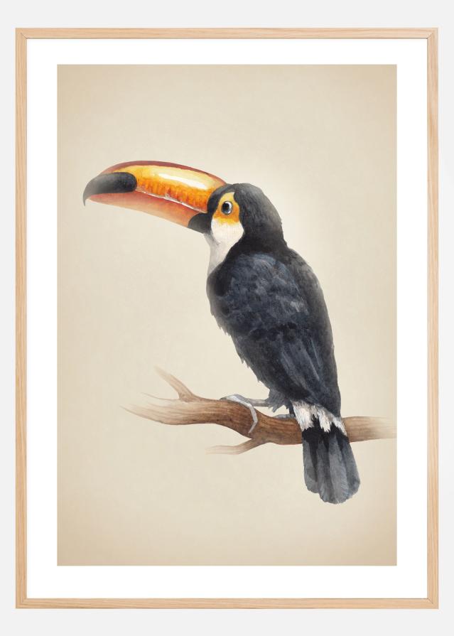 Tropical Toucan Įrašai