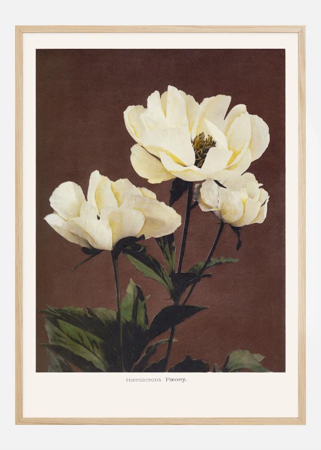 Habrdaceous Peony Įrašai