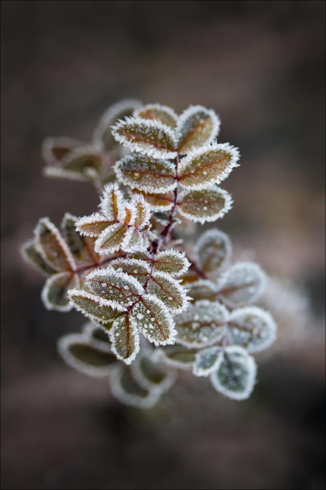 Frosty rose petals Įrašai