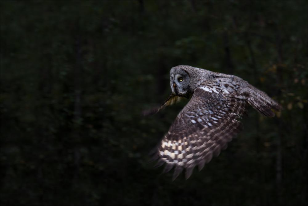 Guardian of the forest Įrašai