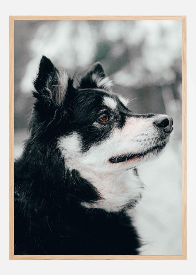 Finnish Lapphund Įrašai