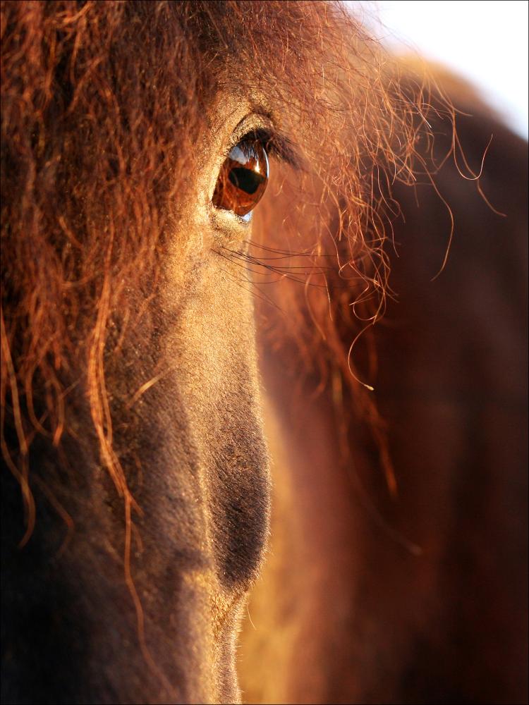 Horse sunset Įrašai