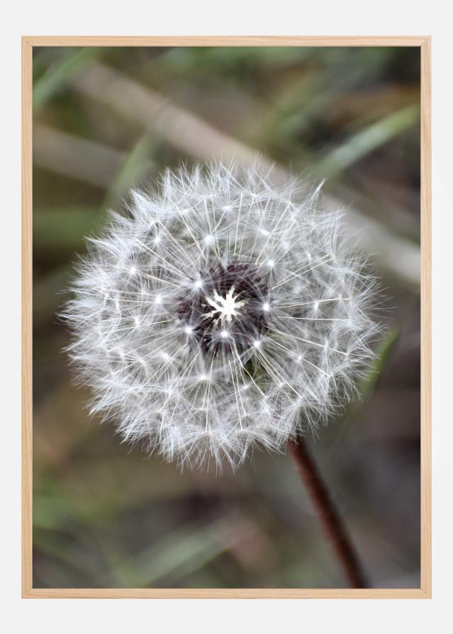 Dandelion Įrašai