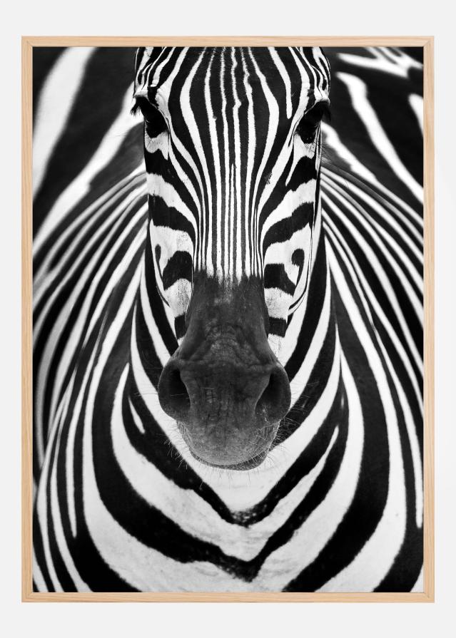 Zebra Įrašai