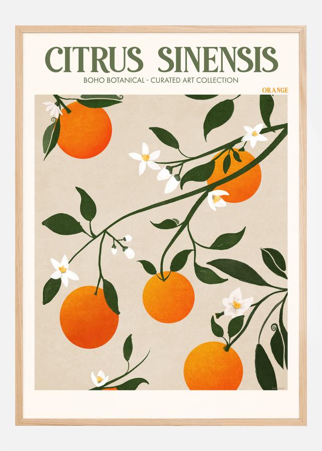 Boho Citrus Sinensis Įrašai