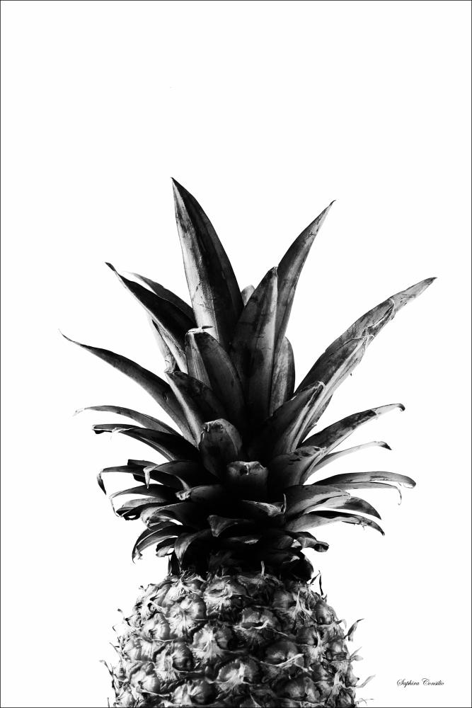 Pineapple B&W Įrašai