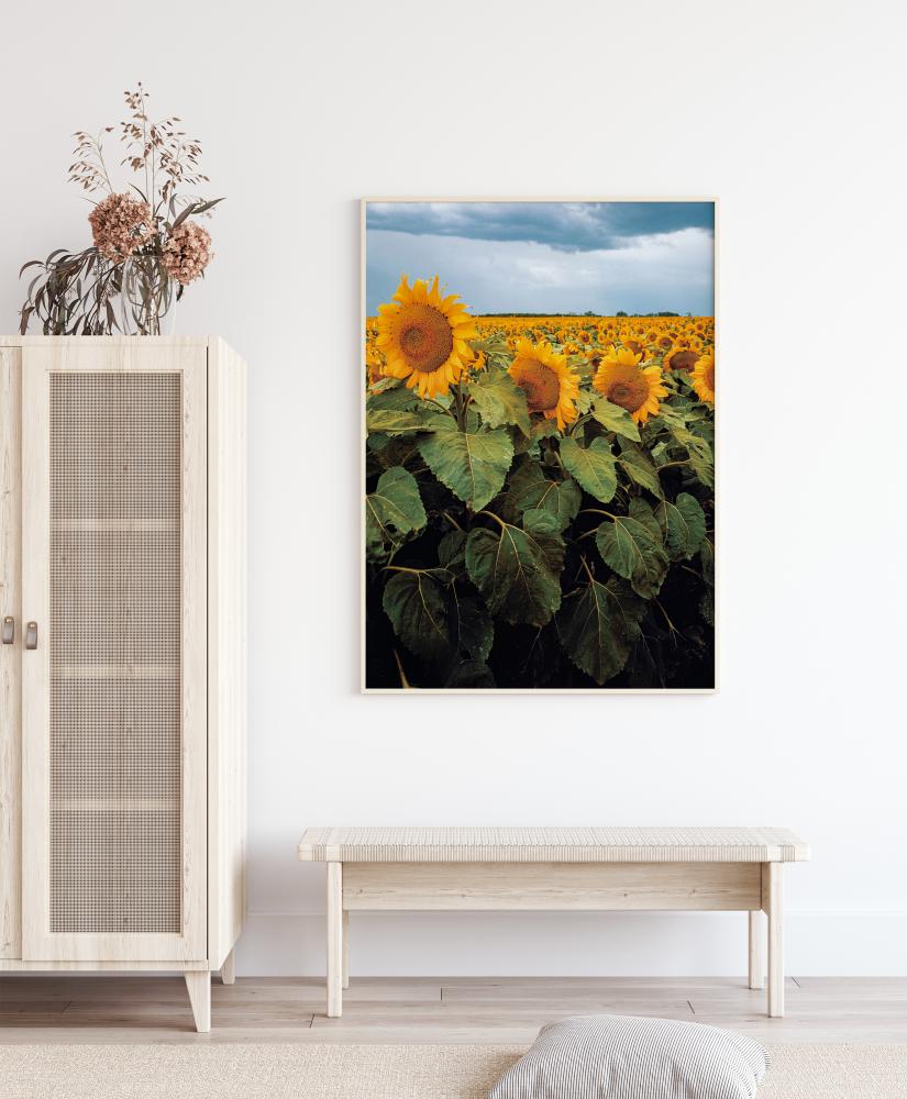 Sunflowers Įrašai