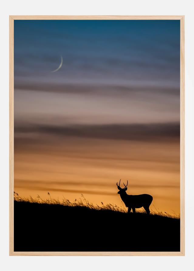 Deer In Sunset Įrašai