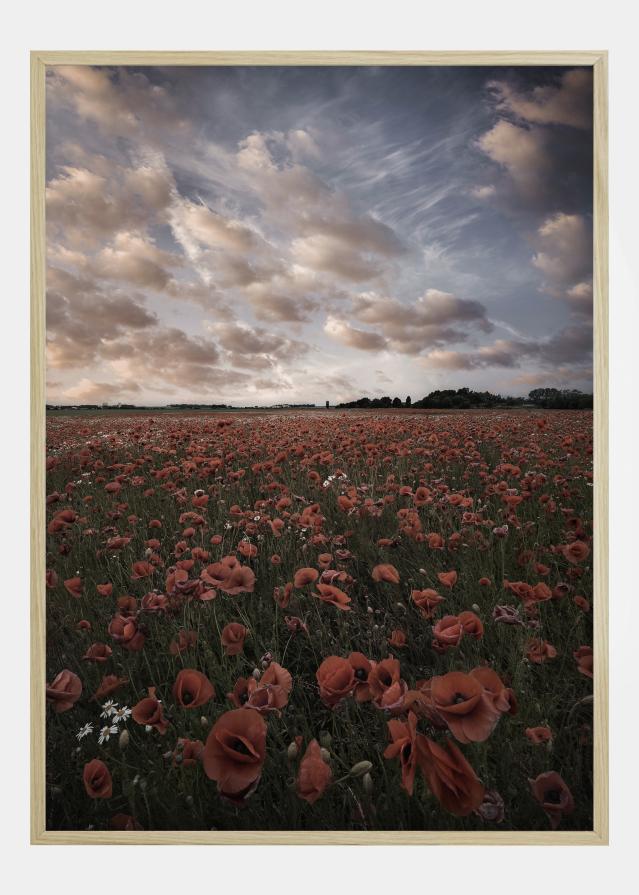 Poppy Field In Sweden Įrašai