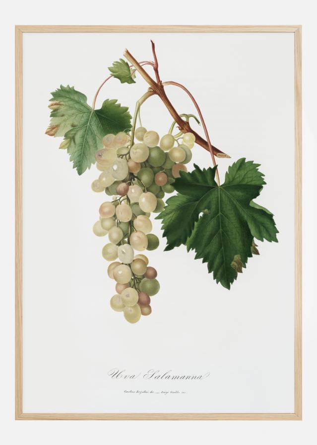 Grapes I Įrašai